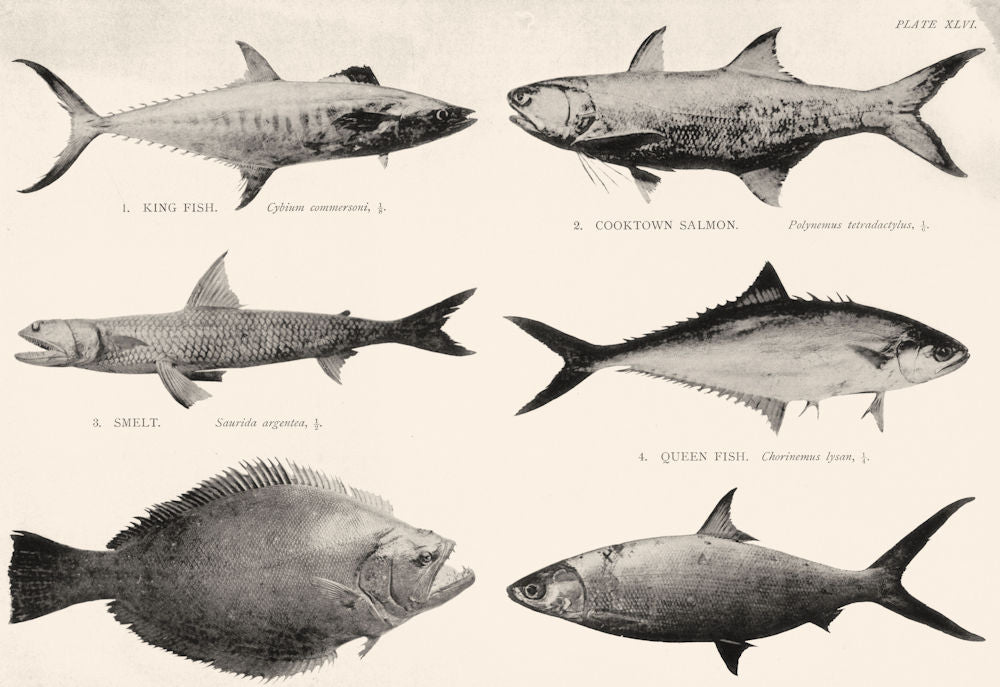 GT BARRIER REEF King Fish Cooktown Salmon Smelt Queensland Halibut Herring 1893